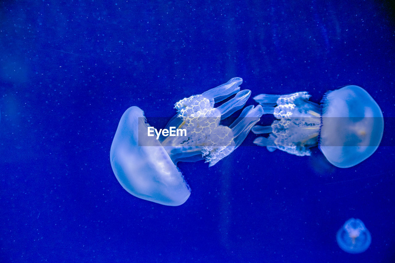 CLOSE-UP OF JELLYFISH AGAINST SEA