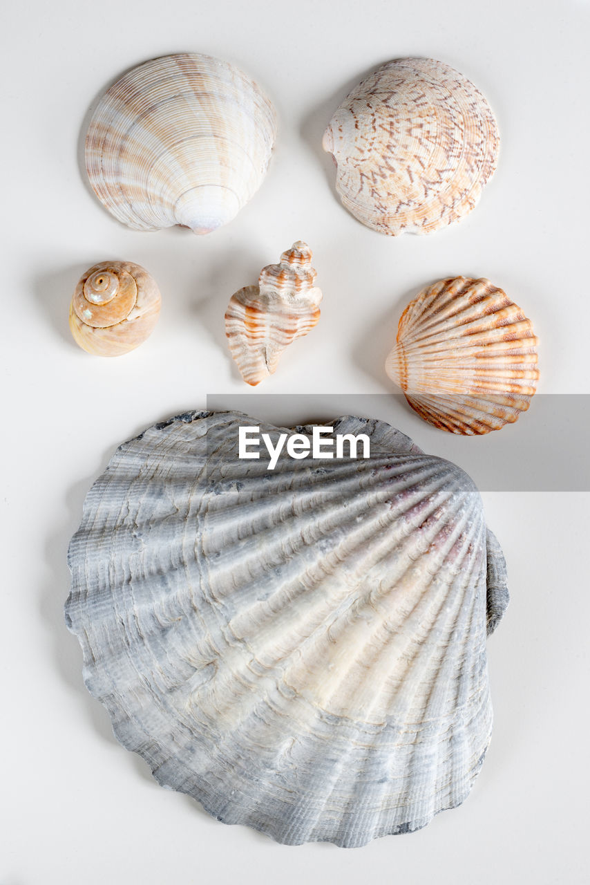 shell, cockle, studio shot, animal shell, clam, animal, no people, indoors, shellfish, white background, food, group of objects, seashell, close-up, pattern, still life, animal wildlife, nature, knolling - concept, animal themes