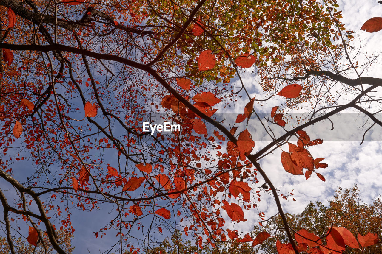 Low angle view of flowering tree against sky during autumn
