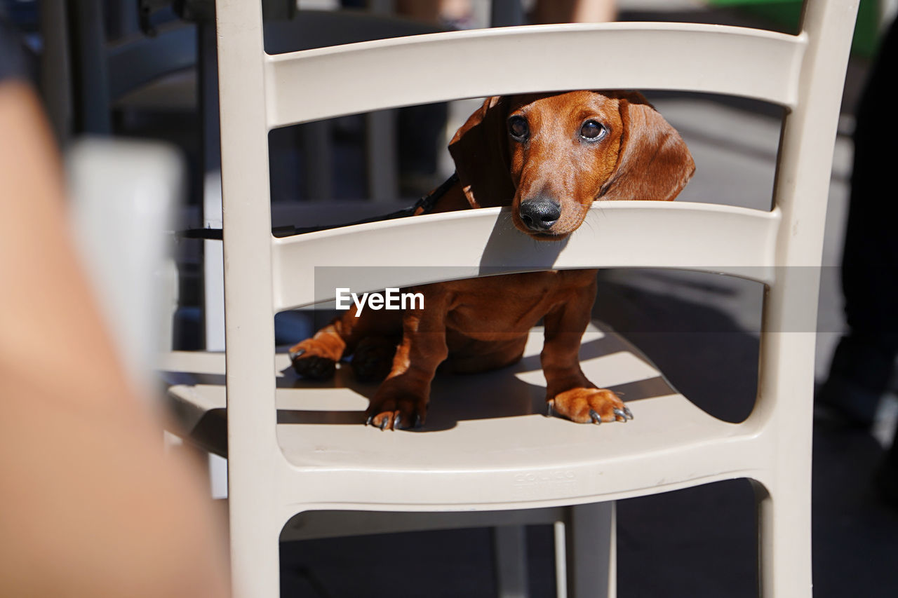 Dog looking through seat at table