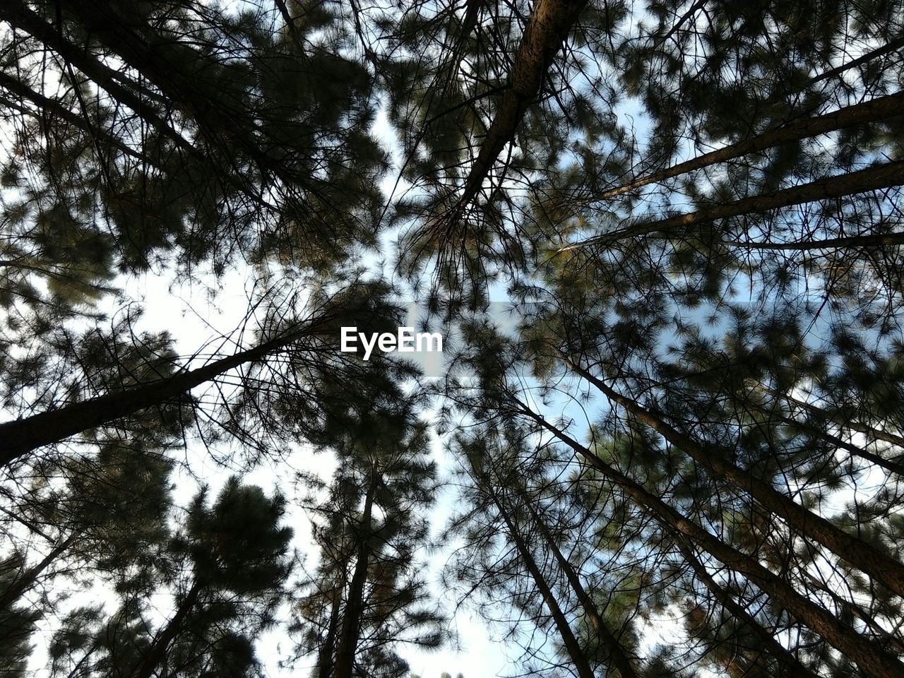 Directly below shot of trees growing in forest against sky