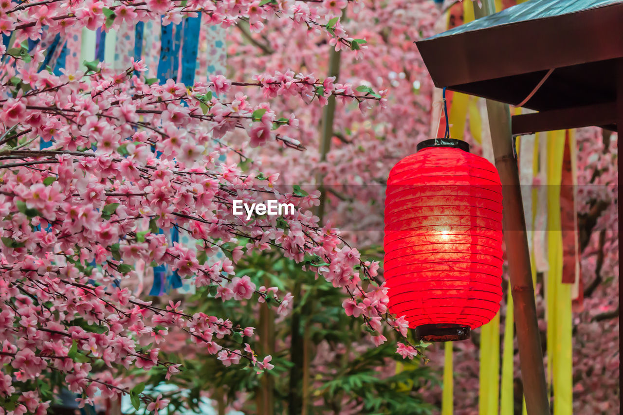 CLOSE-UP OF RED LANTERNS HANGING ON TREE