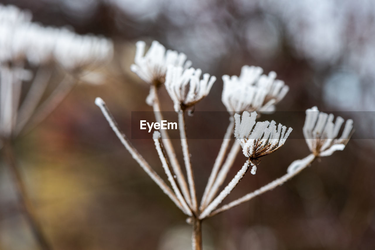 plant, branch, leaf, nature, close-up, winter, flower, beauty in nature, twig, spring, frost, macro photography, no people, focus on foreground, flowering plant, tree, blossom, sunlight, growth, cold temperature, white, fragility, freshness, outdoors, autumn, snow, selective focus, day, tranquility, environment