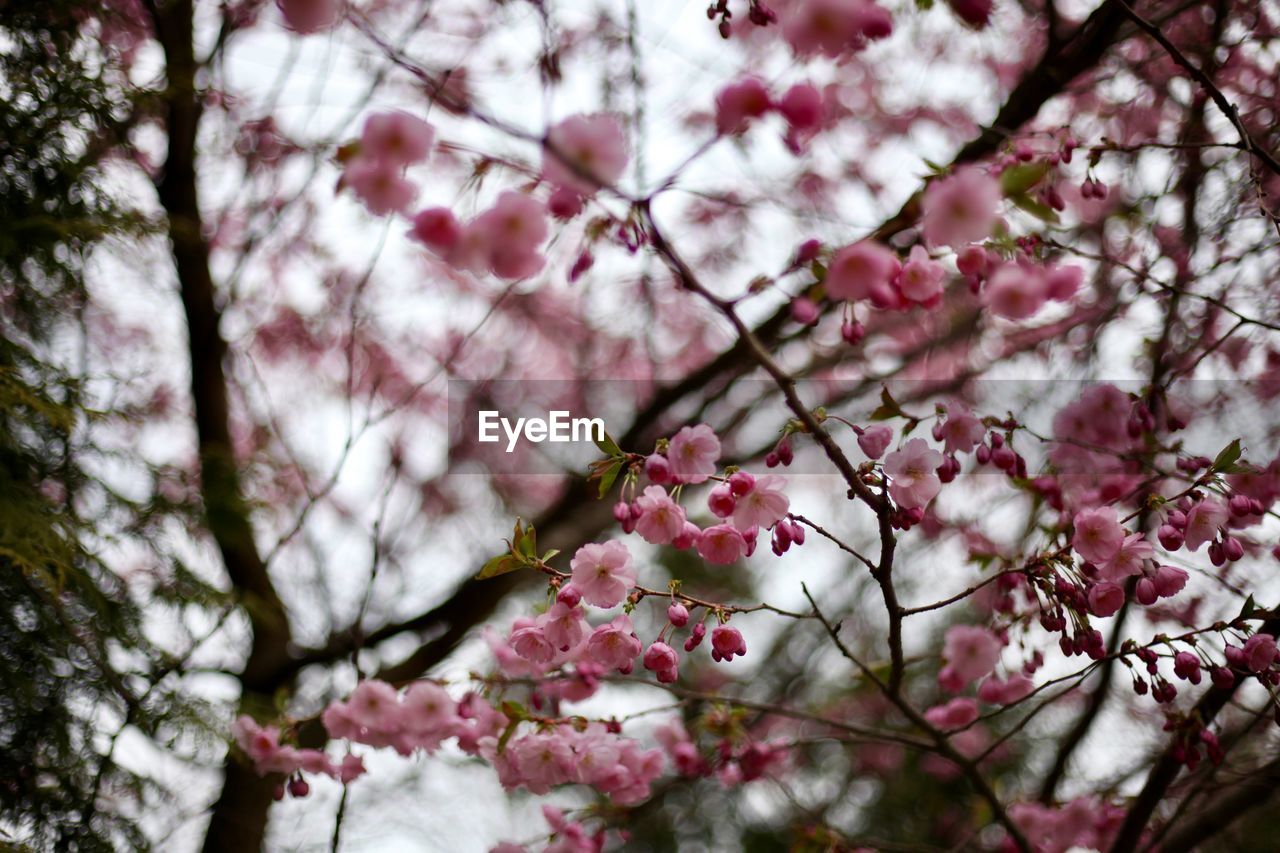 LOW ANGLE VIEW OF CHERRY BLOSSOMS