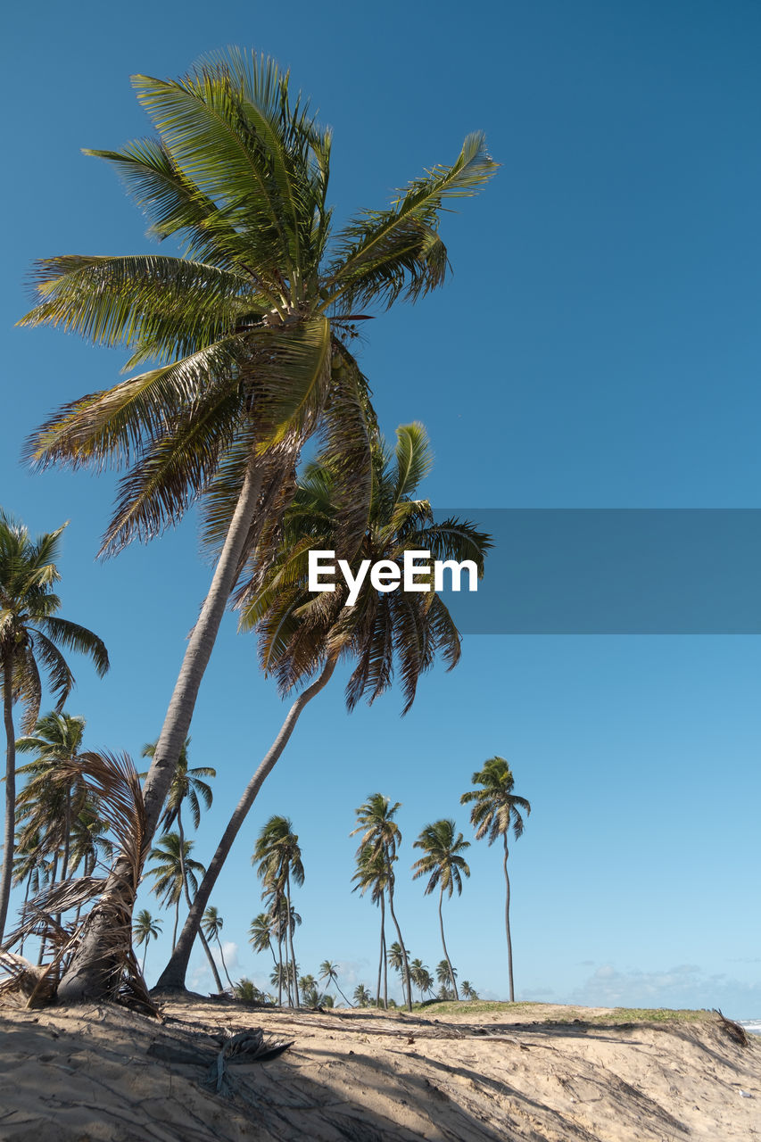 Palm trees in the atlantic coast of bahia, brazil 