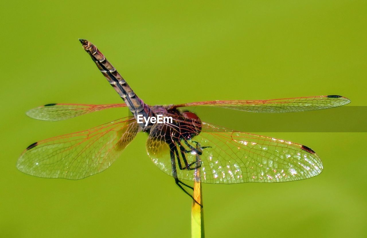 CLOSE UP OF DRAGONFLY