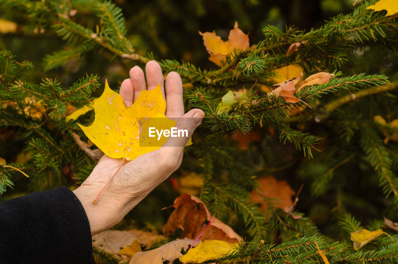 HAND HOLDING MAPLE LEAVES