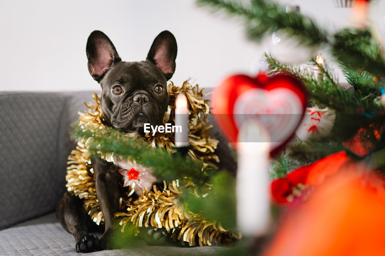 View of a french bulldog dog sitting by christmas tree