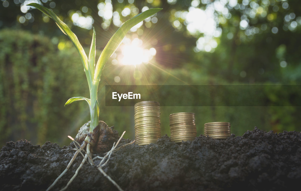 Close-up of seedling with coins