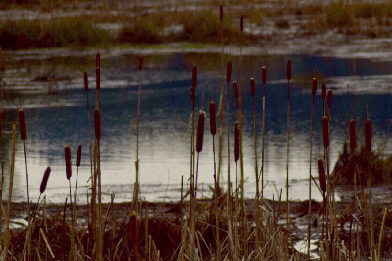 CLOSE-UP OF PLANTS IN LAKE