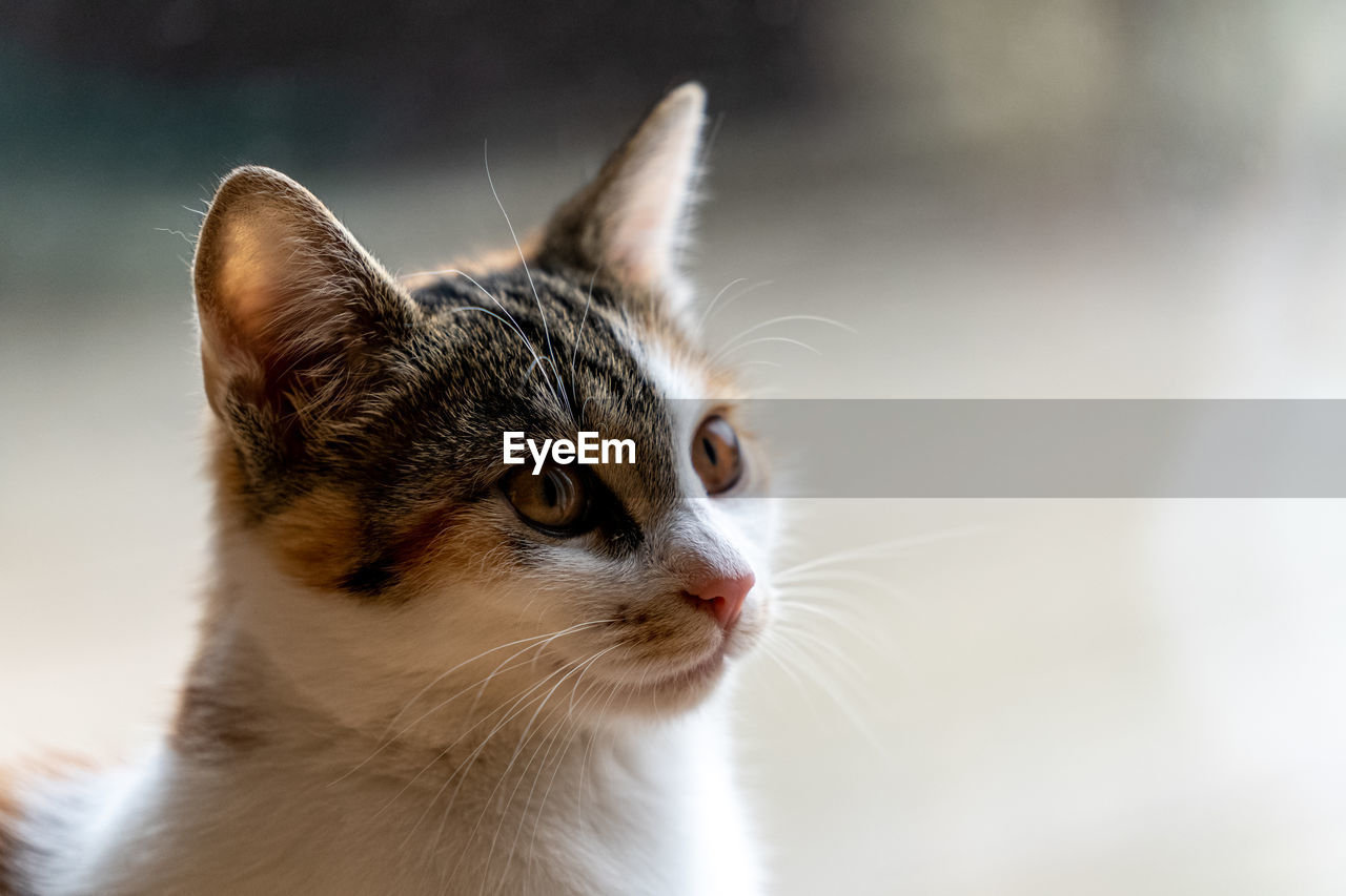 Close-up of a cat looking away