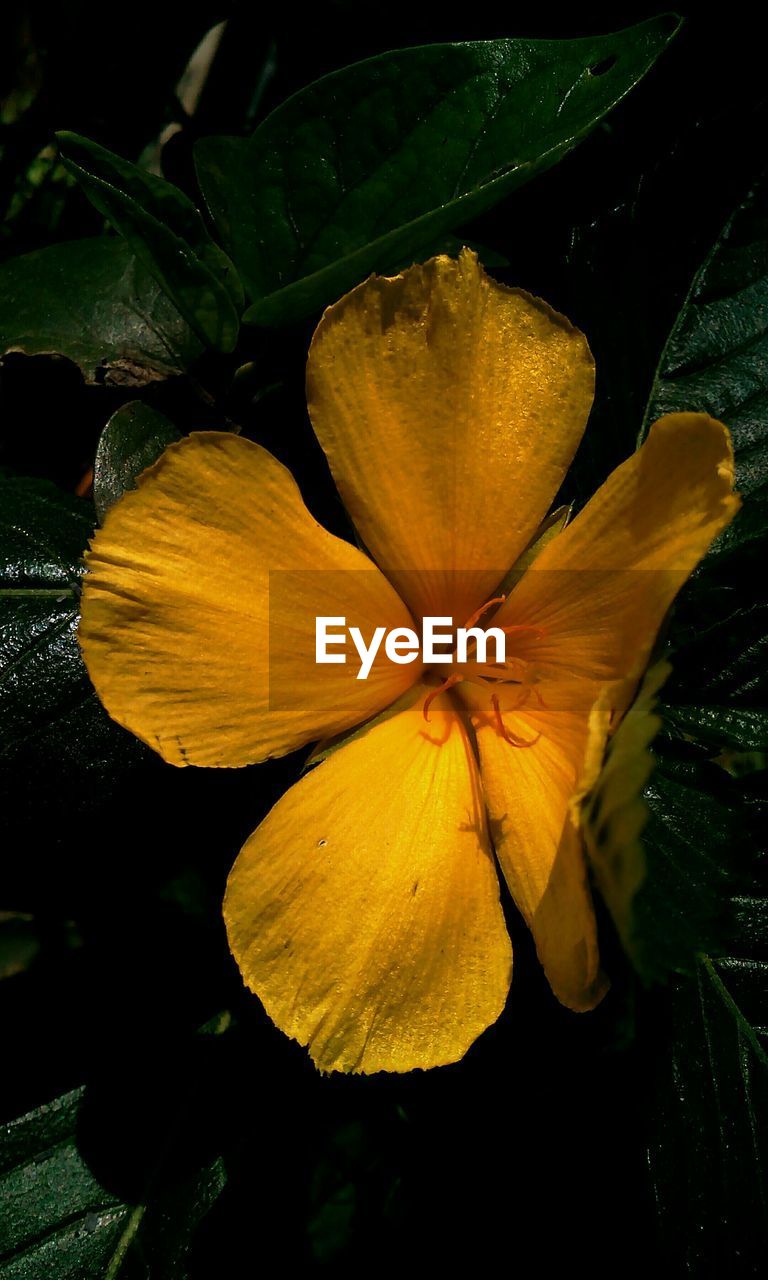 Close-up of yellow flower blooming outdoors