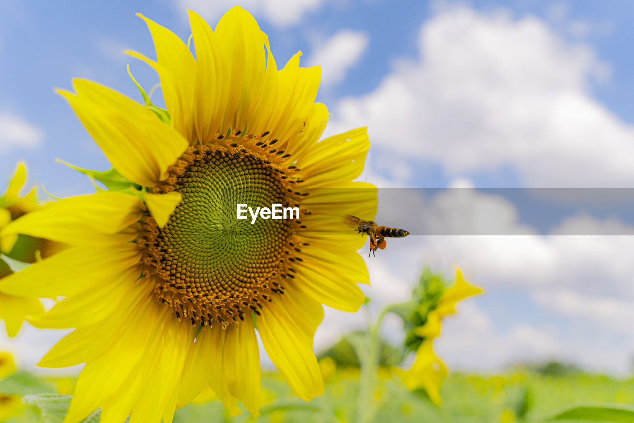 flower, flowering plant, plant, sunflower, yellow, beauty in nature, freshness, flower head, petal, nature, sky, growth, fragility, cloud, field, inflorescence, close-up, animal, insect, animal wildlife, animal themes, pollen, no people, landscape, sunflower seed, rural scene, macro photography, springtime, focus on foreground, outdoors, one animal, environment, day, bee, wildlife, blossom, summer, asterales, land, botany, macro, vibrant color, blue, agriculture, pollination