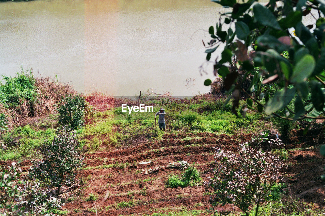 High angle view of farmer working at agricultural field