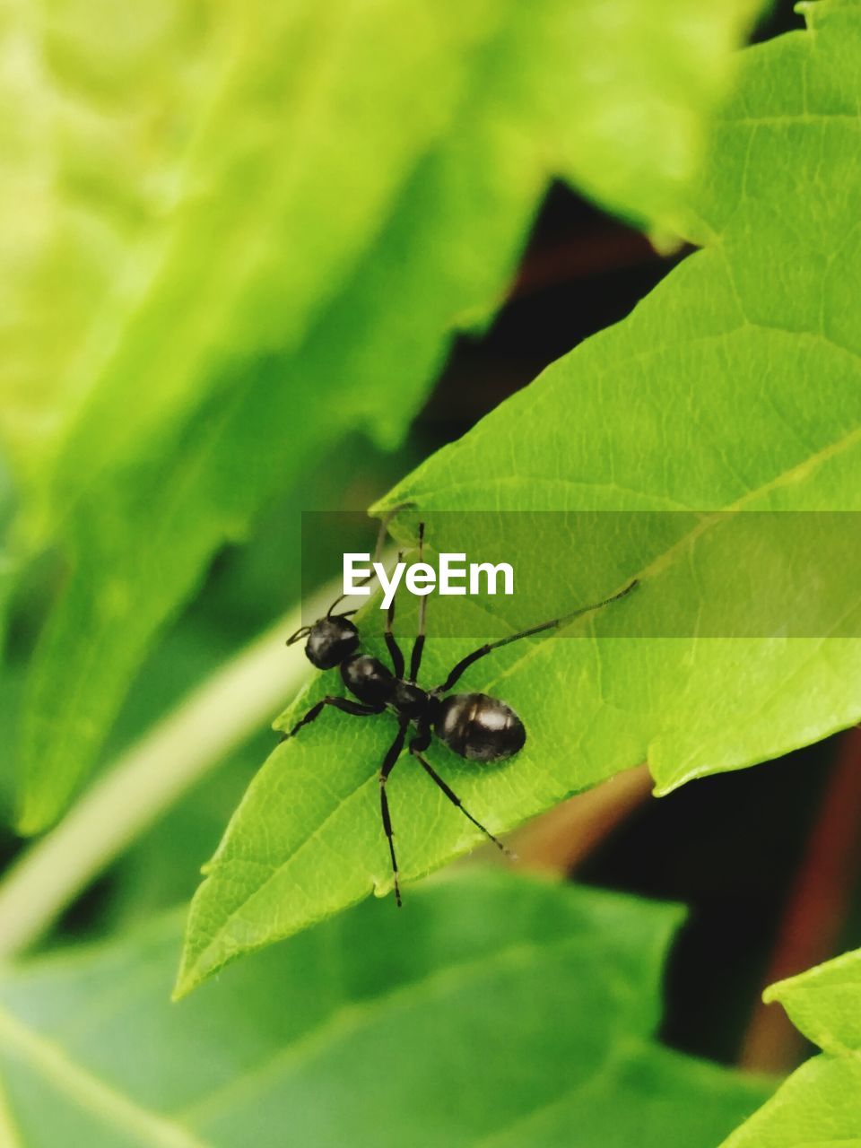 INSECT ON LEAF