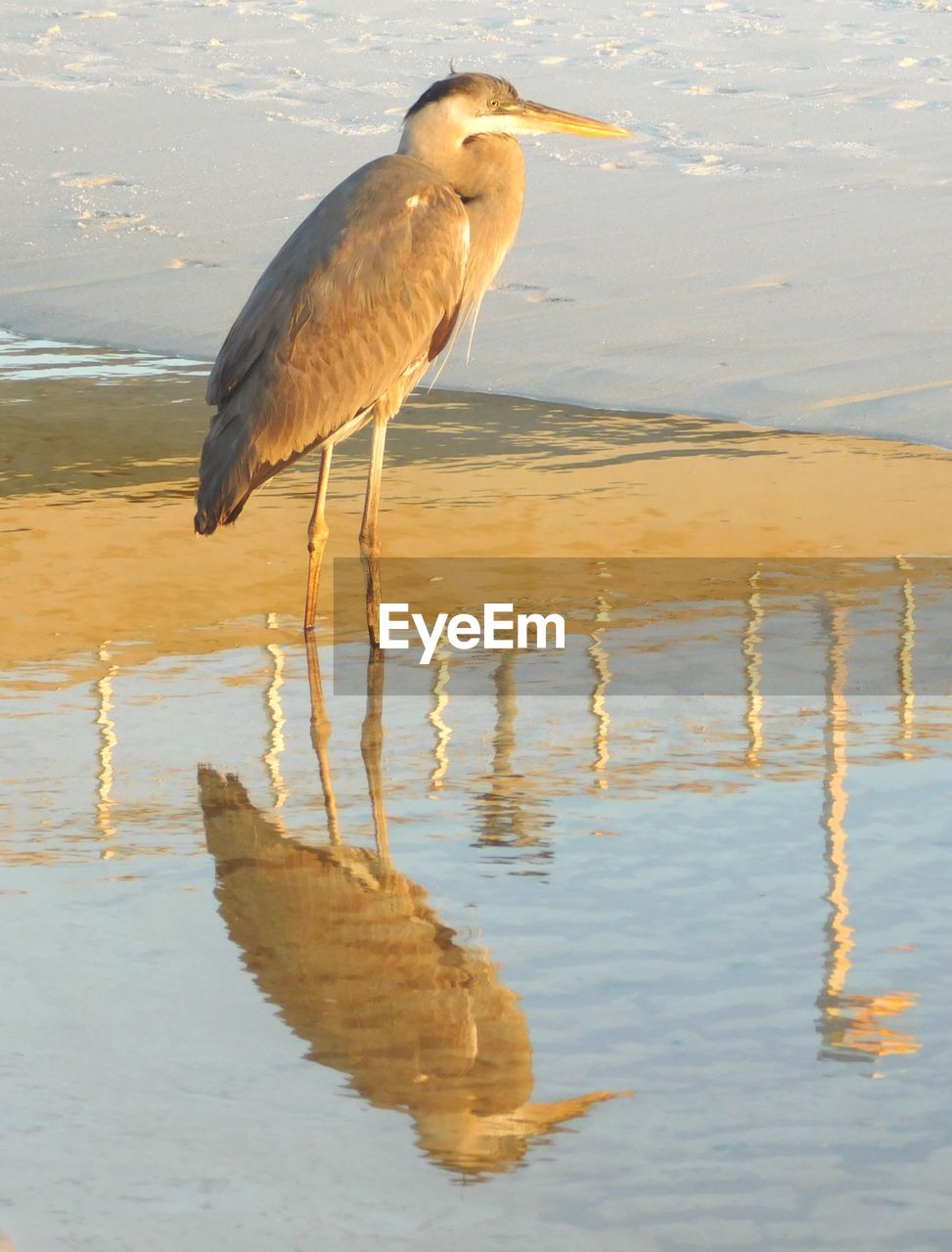 GRAY HERON PERCHING ON SHORE