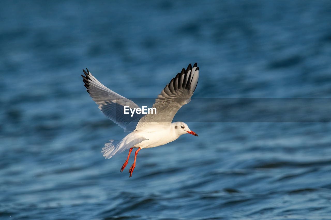 close-up of bird flying over lake