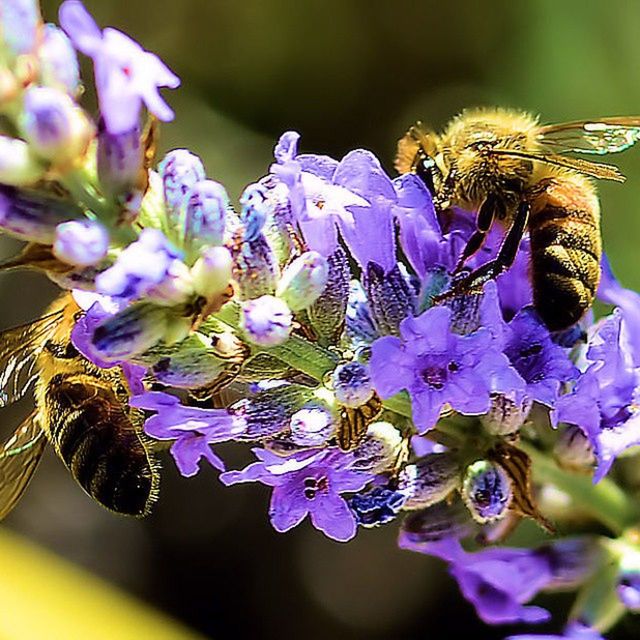 CLOSE-UP OF PURPLE FLOWERS BLOOMING