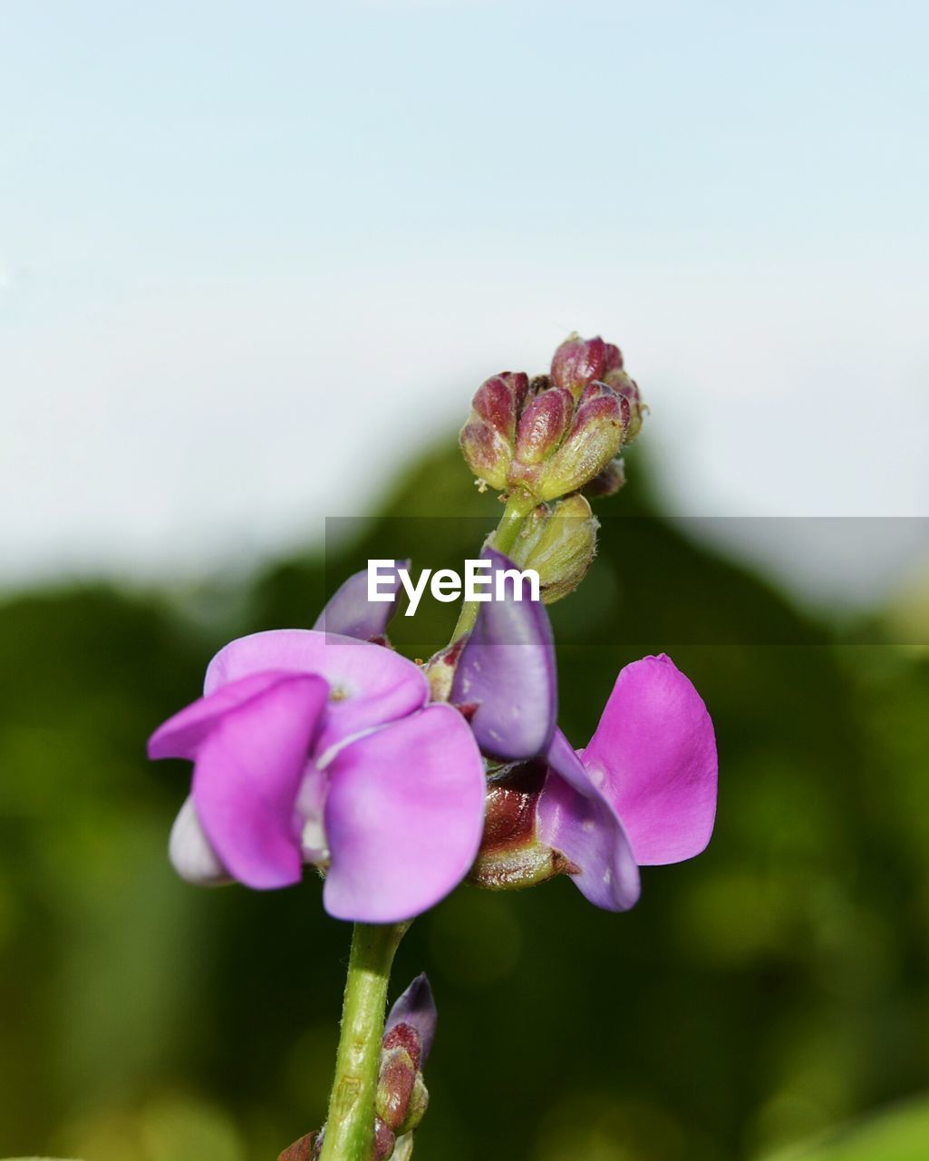 CLOSE-UP OF PINK FLOWERS BLOOMING OUTDOORS