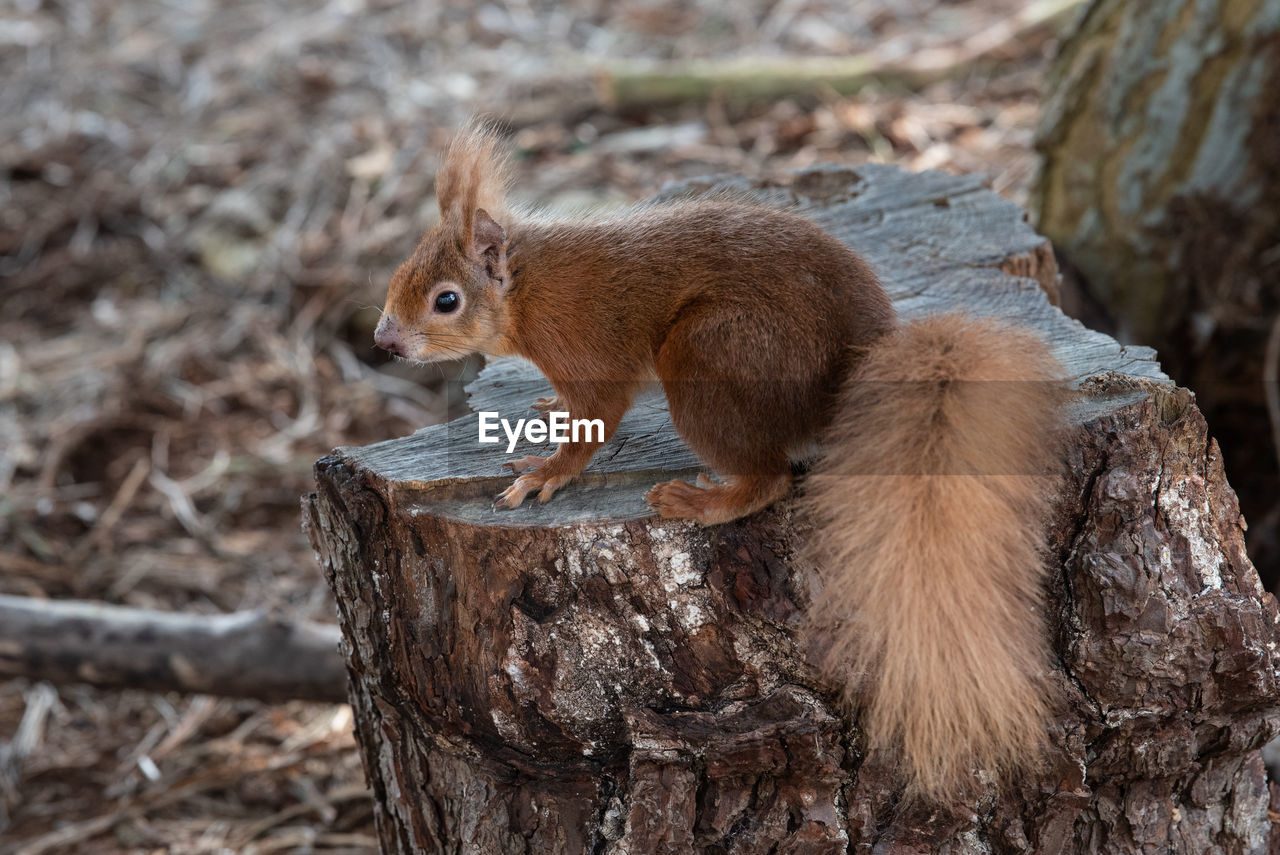 Close-up of red squirrel sitting on tree trunk