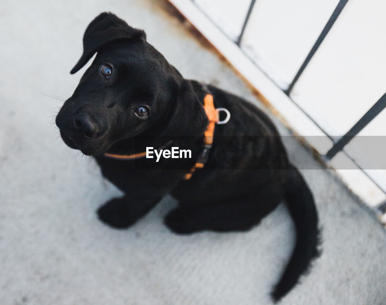 High angle portrait of dog sitting on street