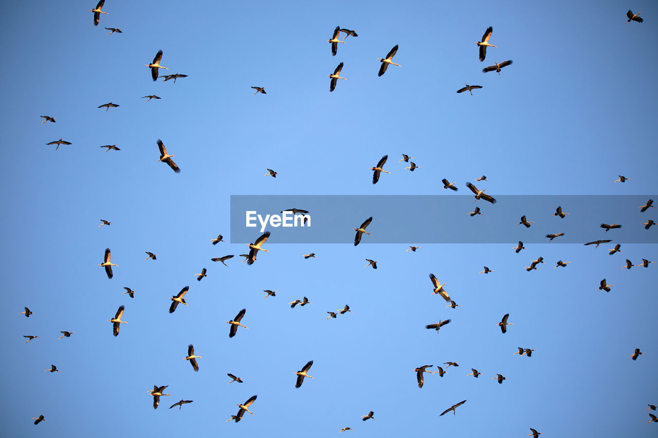 Low angle view of flock of birds flying in sky