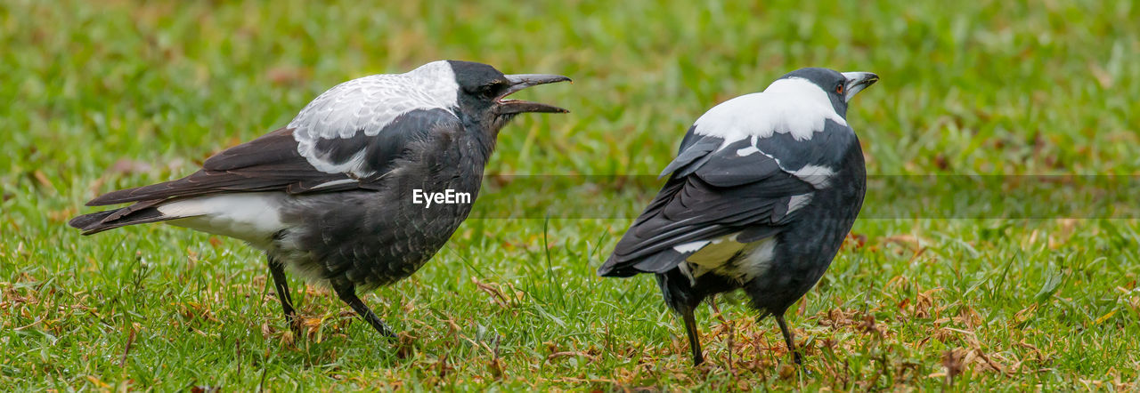 Close-up of birds on grass