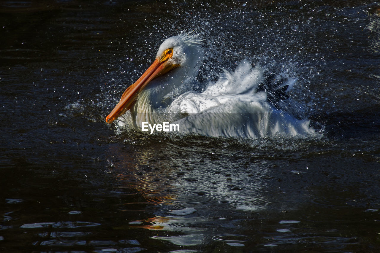 VIEW OF BIRD IN WATER