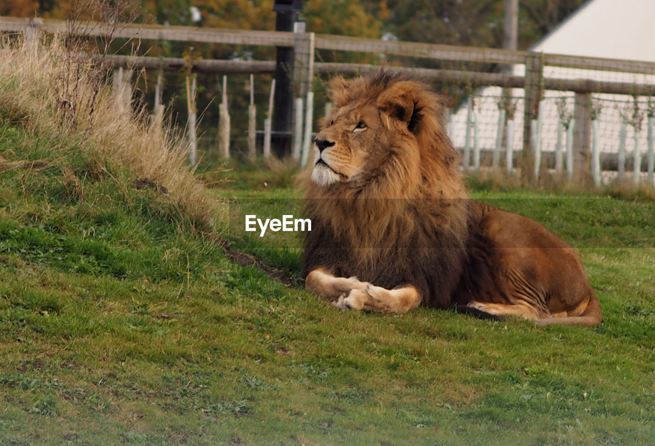 Lion sitting in a field