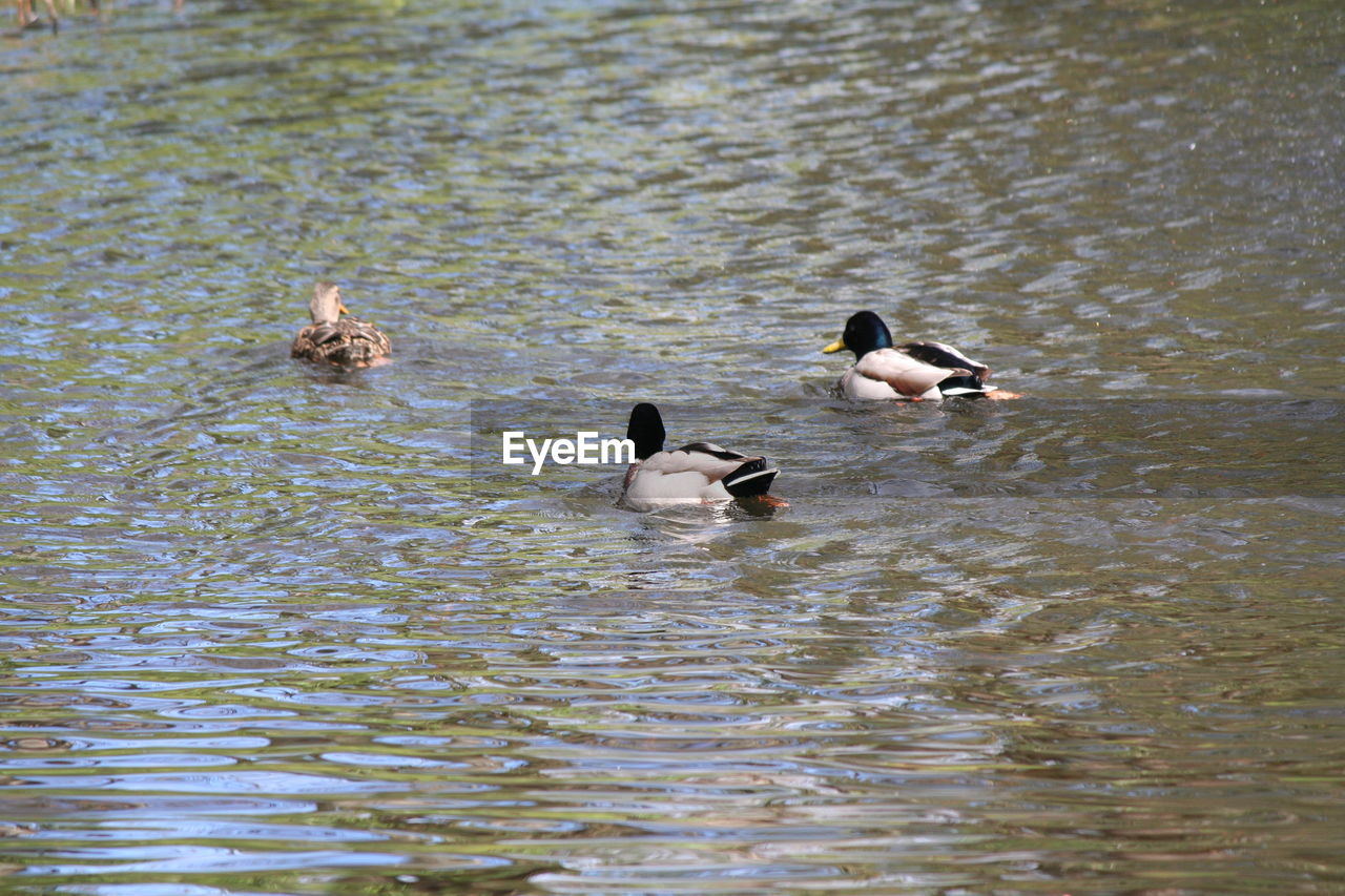 MALLARD DUCKS SWIMMING ON LAKE