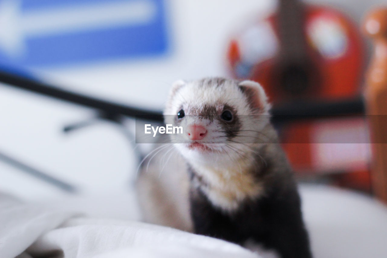 Close-up ferret relaxing on bed