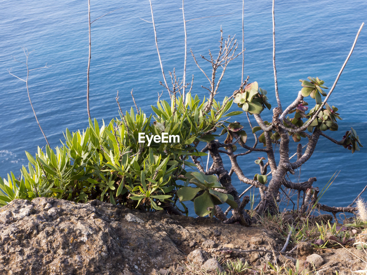 PLANTS GROWING ON SHORE