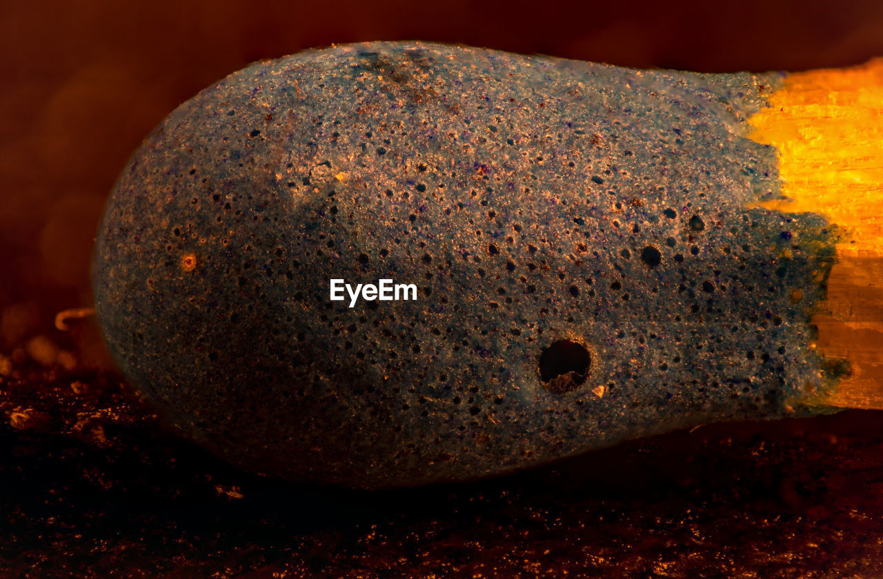 CLOSE-UP VIEW OF CRAB