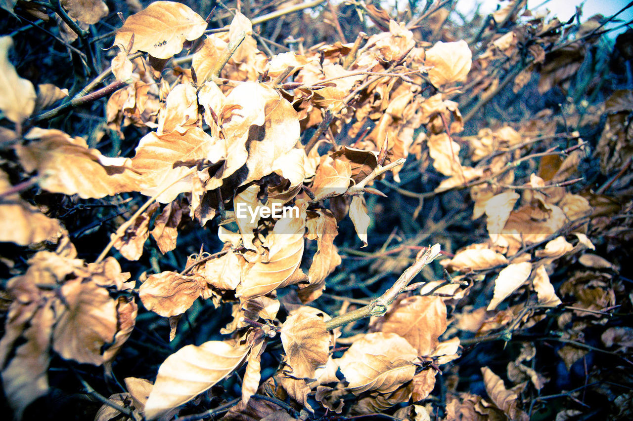 CLOSE-UP OF AUTUMN LEAVES ON TREE