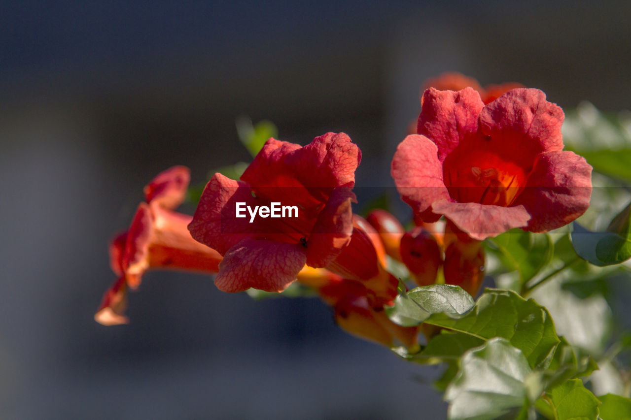 Close-up of red flowering plant