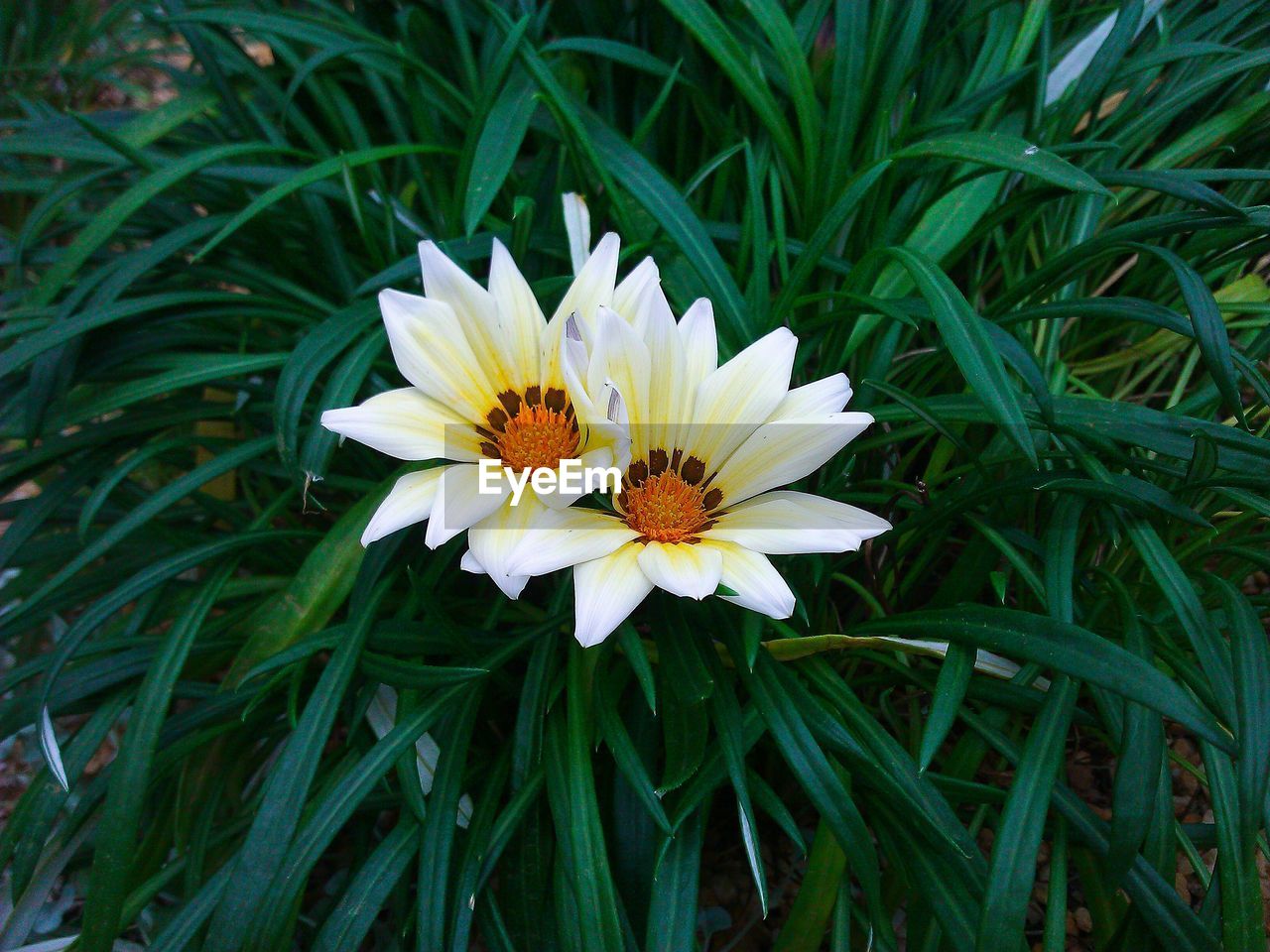 CLOSE-UP OF WHITE DAISY FLOWERS BLOOMING IN FIELD