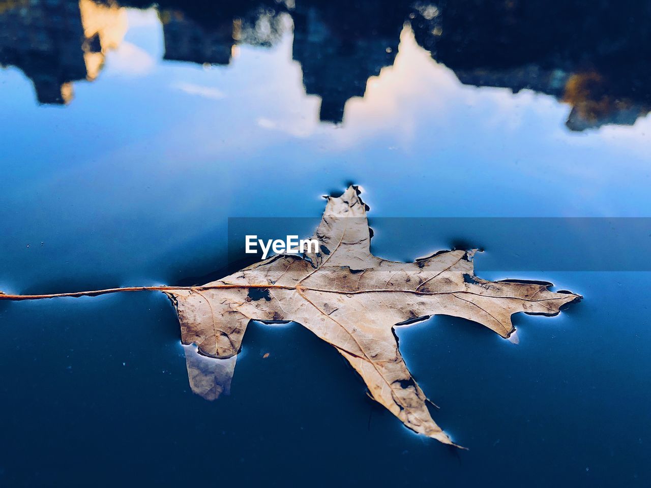 High angle view of leaf floating in lake