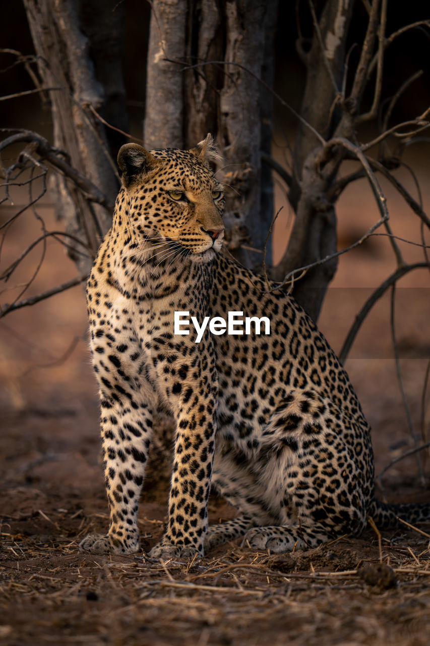 leopard on tree