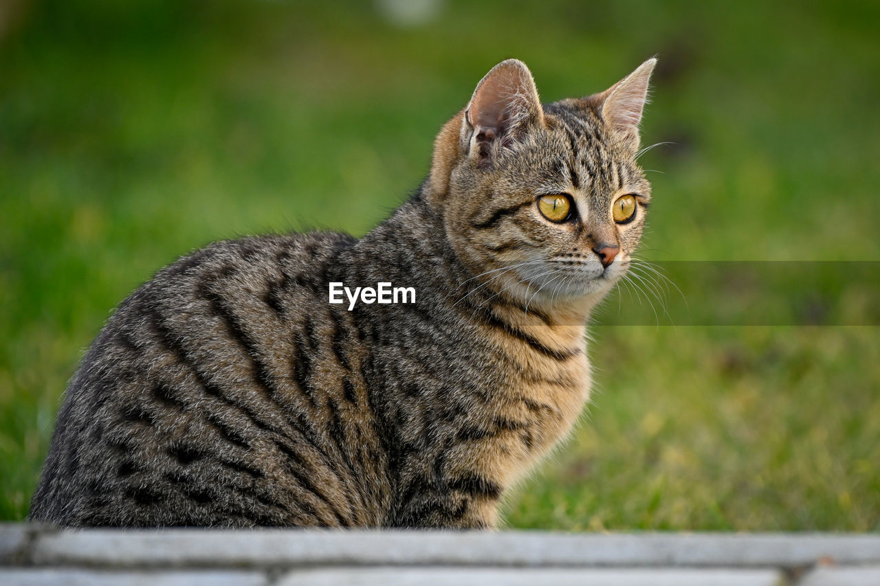 Close-up of a cat looking away