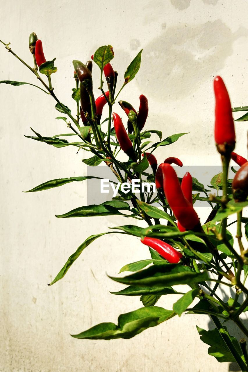 CLOSE-UP OF RED FLOWER