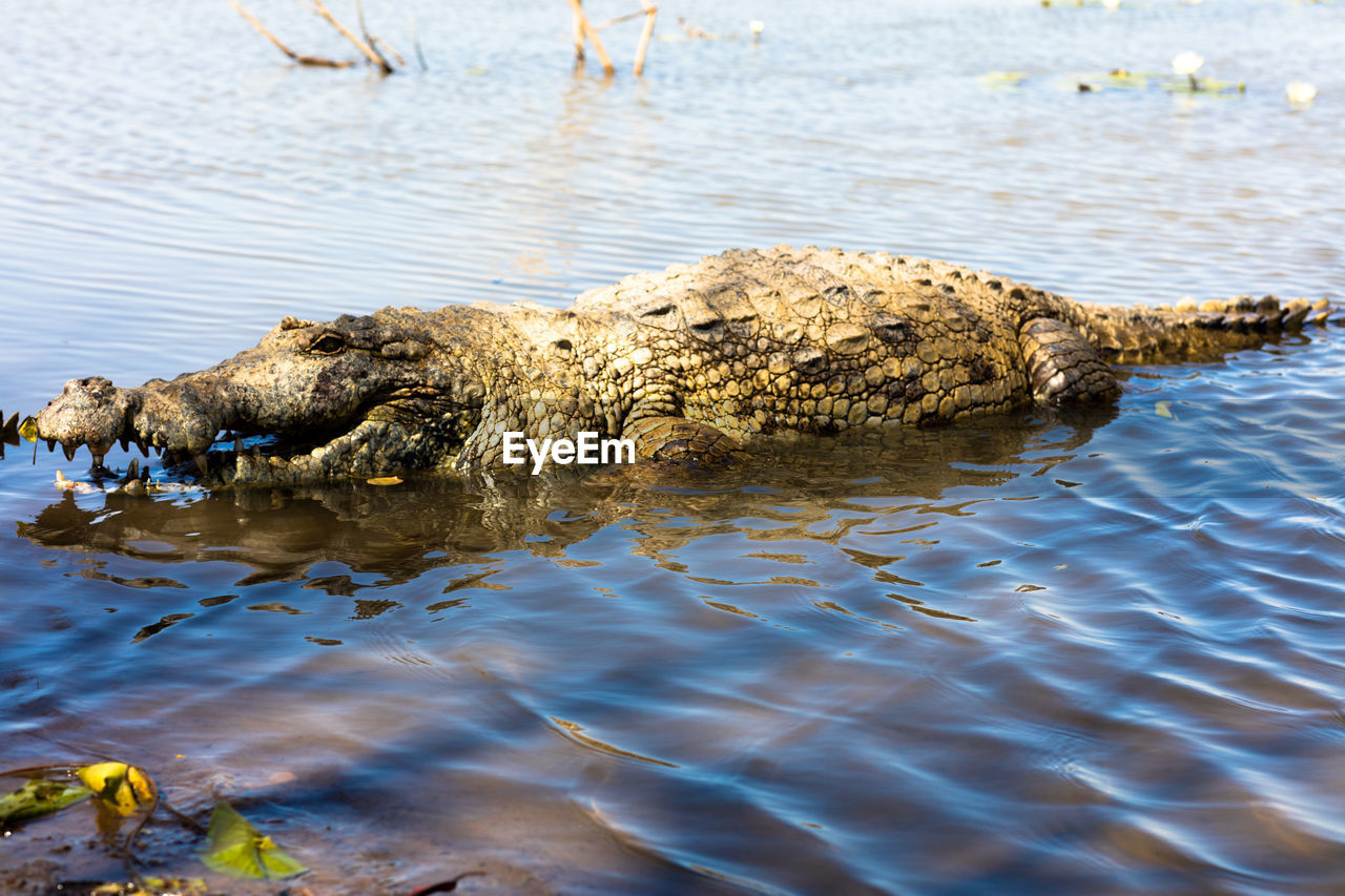 Crocodile swimming in lake