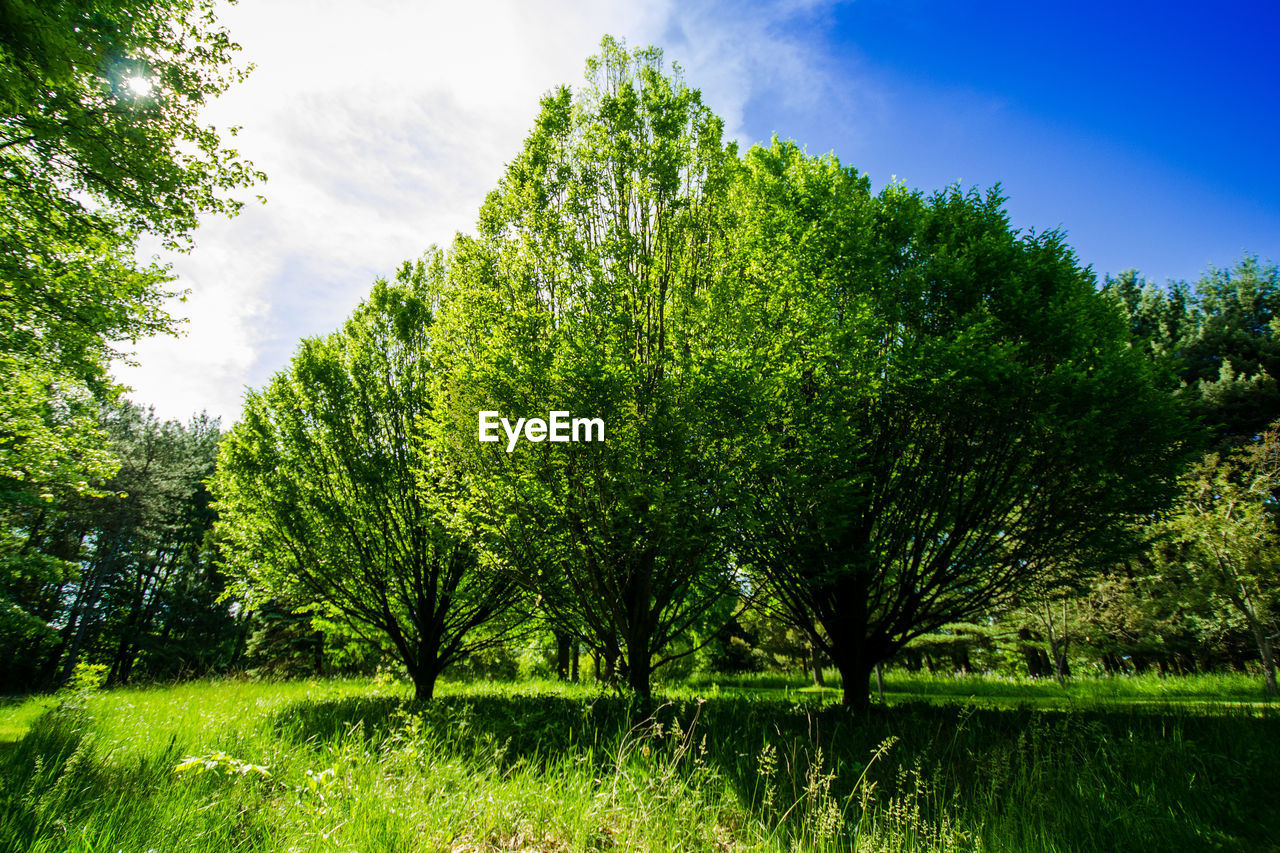 Trees on landscape against sky