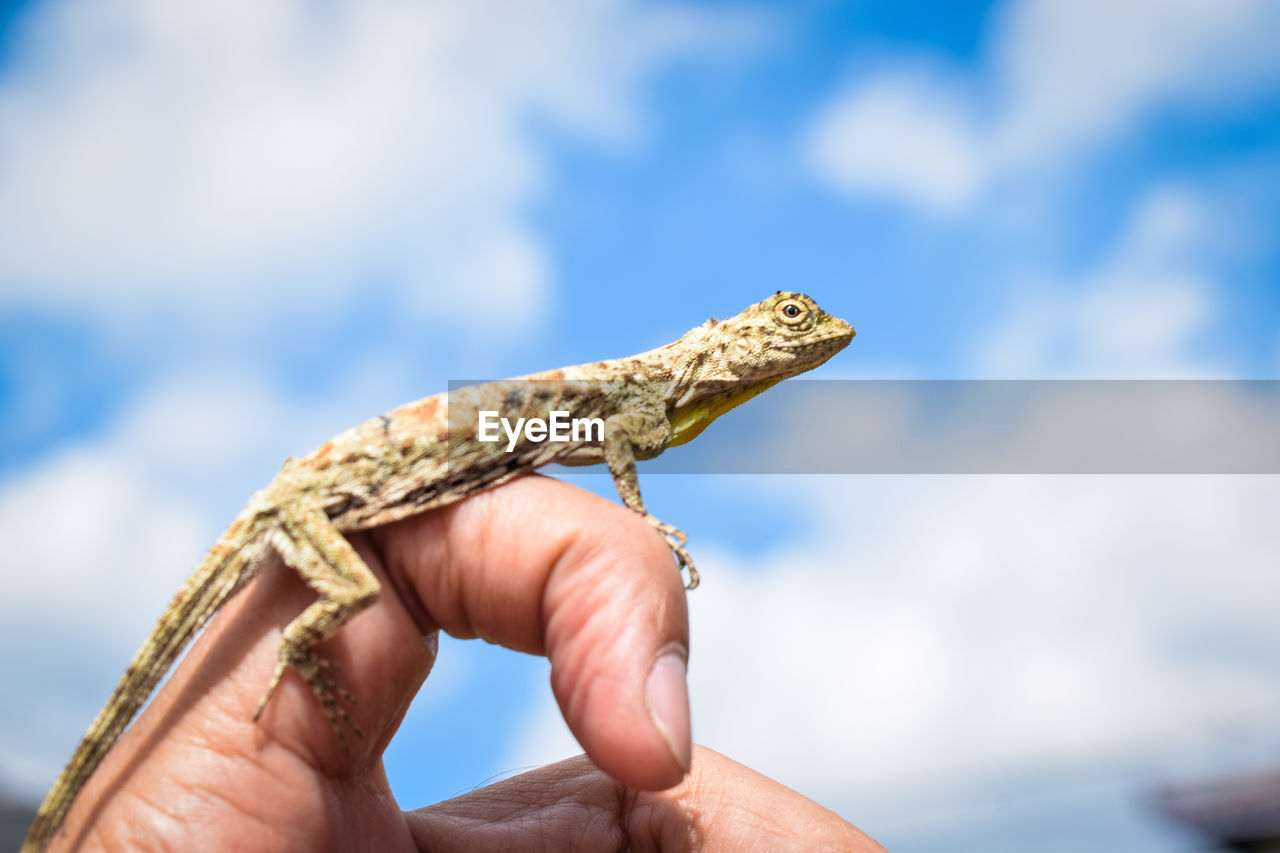 Focus photo of lizard in hand with blur background