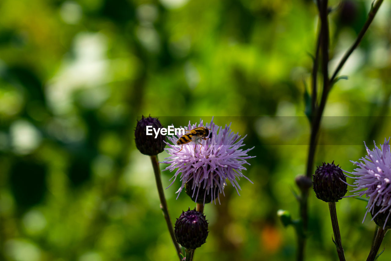 CLOSE-UP OF BUTTERFLY POLLINATING ON PURPLE FLOWERING PLANT