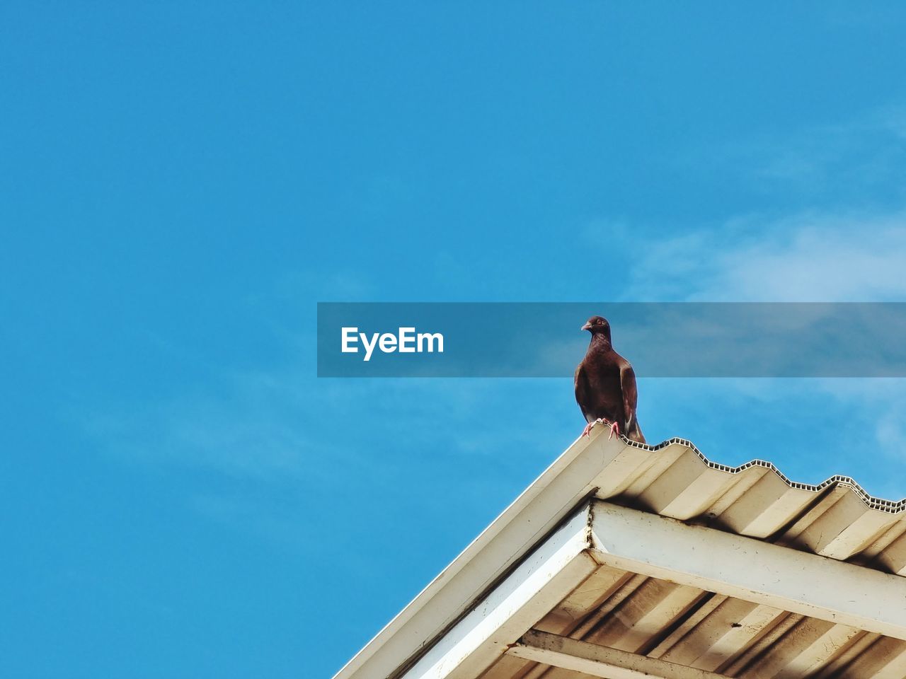 low angle view of bird perching on roof against clear blue sky