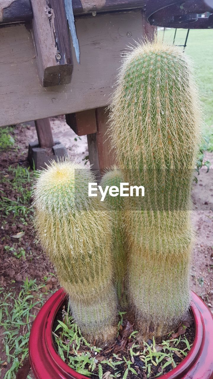CLOSE-UP OF CACTUS ON PLANTS
