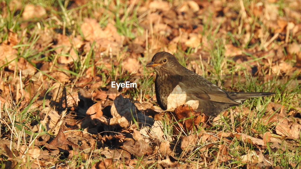 BIRD PERCHING ON FIELD