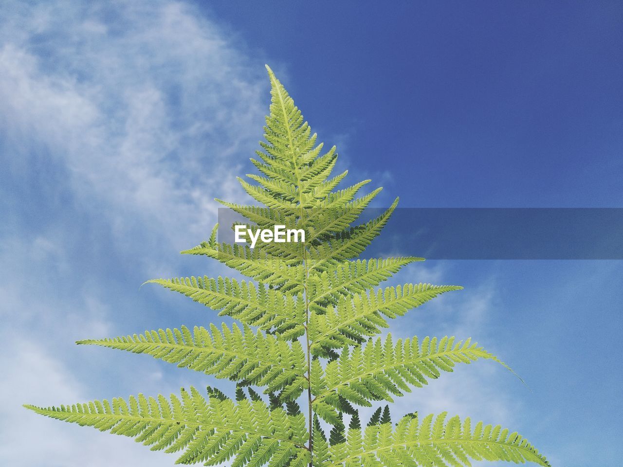 Low angle view of palm tree leaves against sky