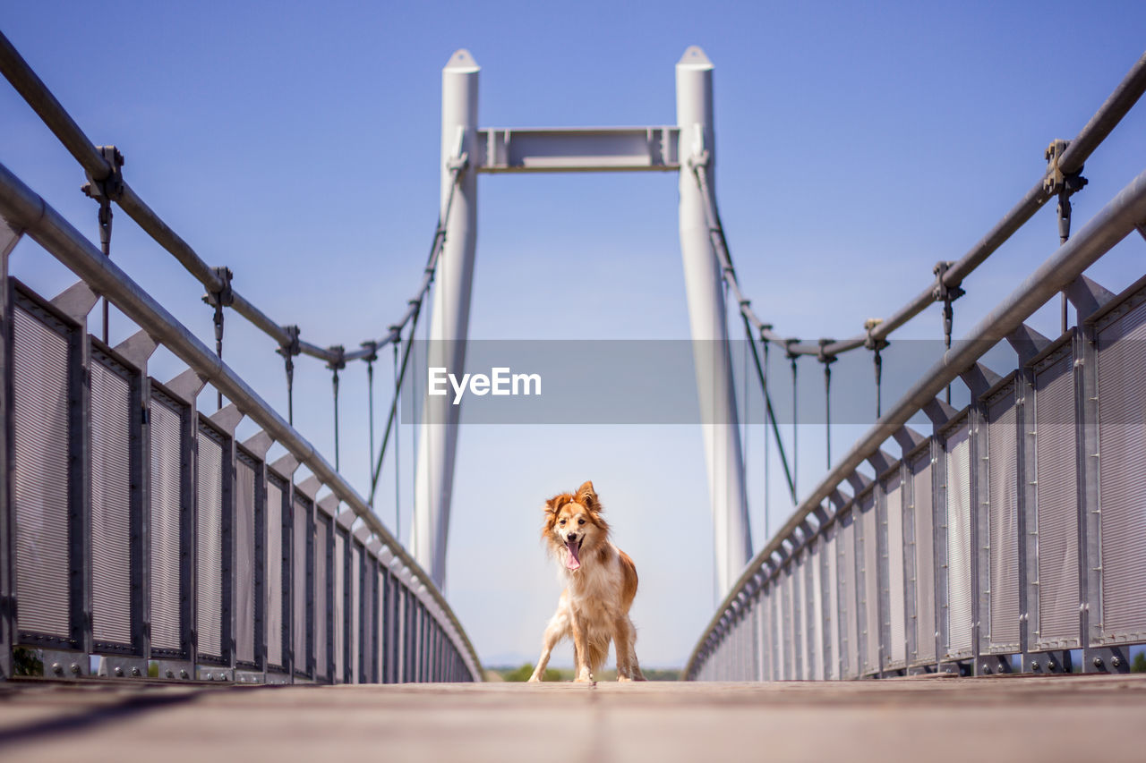Dog standing at the bridge. 
