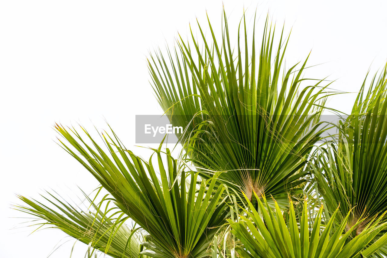 Close-up of palm tree against clear sky